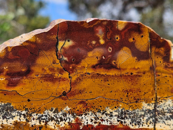 Polished Tiger Eye slab TE484