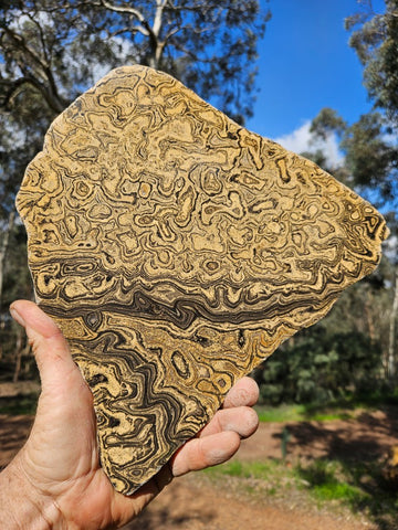 Polished fossil stromatolite from Bolivia. BST106