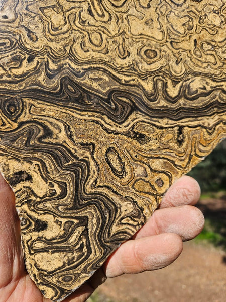 Polished fossil stromatolite from Bolivia. BST106