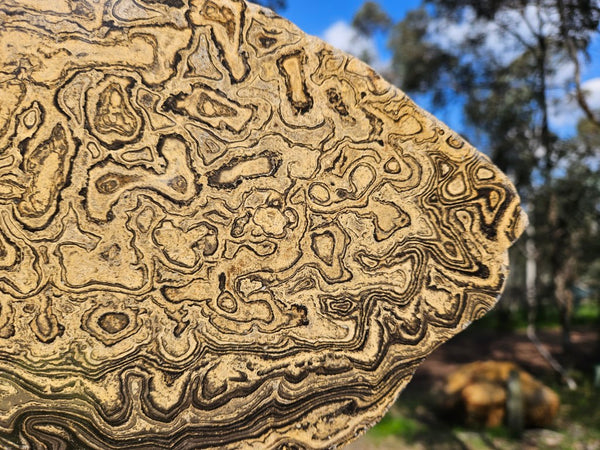 Polished fossil stromatolite from Bolivia. BST106