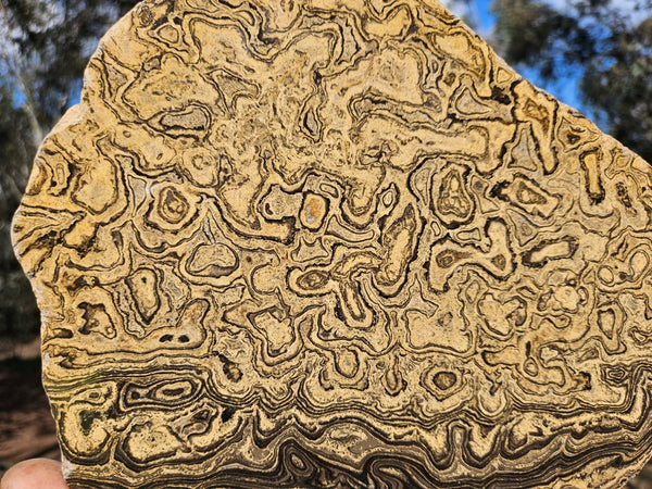 Polished fossil stromatolite from Bolivia. BST106