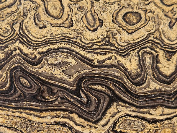 Polished fossil stromatolite from Bolivia. BST106