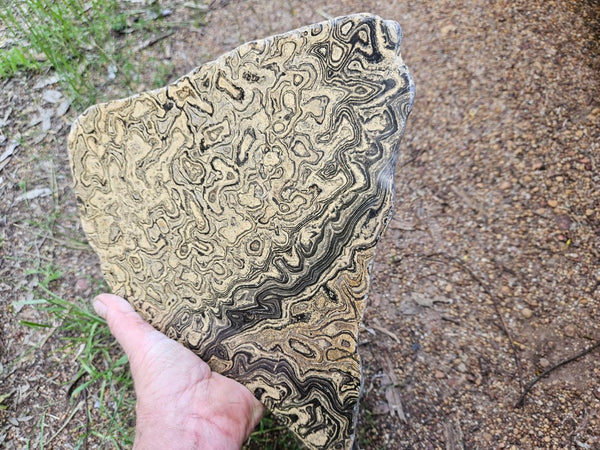 Polished fossil stromatolite from Bolivia. BST106