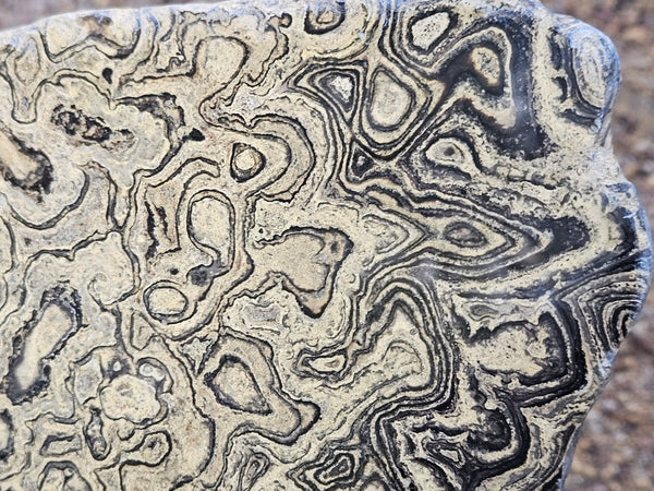 Polished fossil stromatolite from Bolivia. BST106