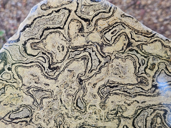 Polished fossil stromatolite from Bolivia. BST106