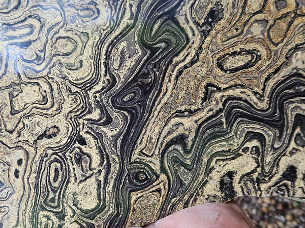 Polished fossil stromatolite from Bolivia. BST106
