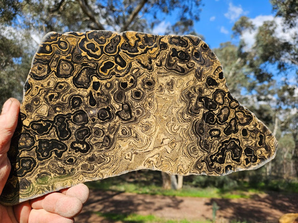 Polished fossil stromatolite from Bolivia. BST105
