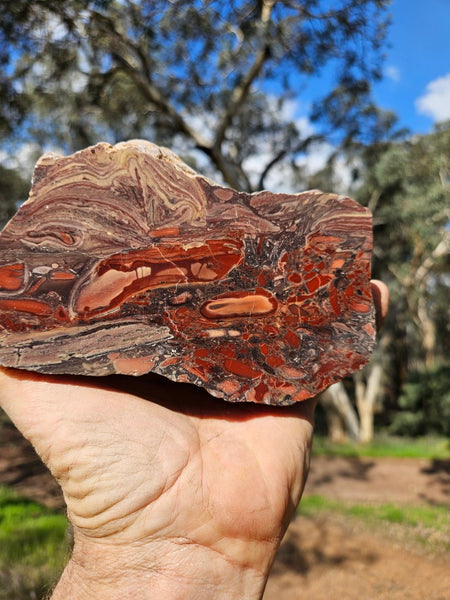 Polished fossil stromatolite. Domal from Irregully formation IRR135