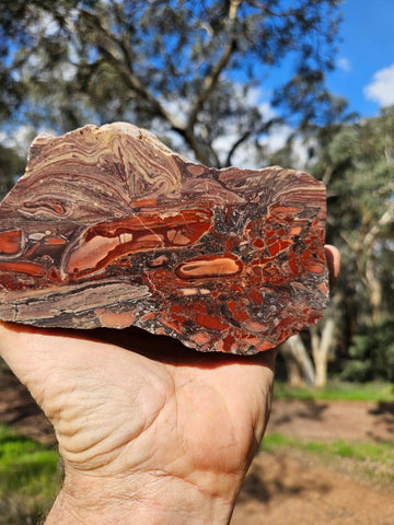 Polished fossil stromatolite. Domal from Irregully formation IRR135