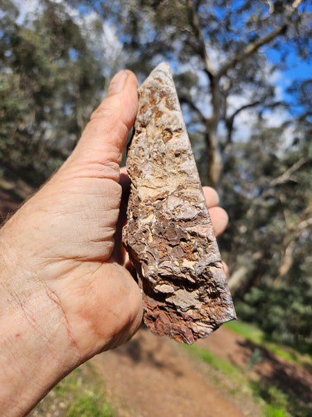 Polished fossil stromatolite. Domal from Irregully formation IRR135