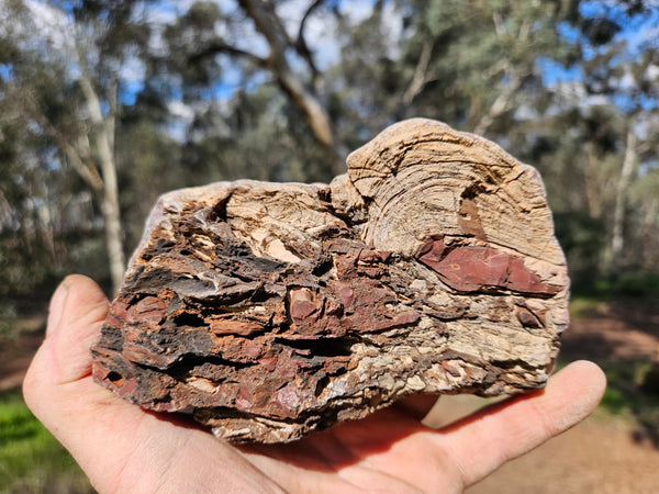 Polished fossil stromatolite. Domal from Irregully formation IRR135