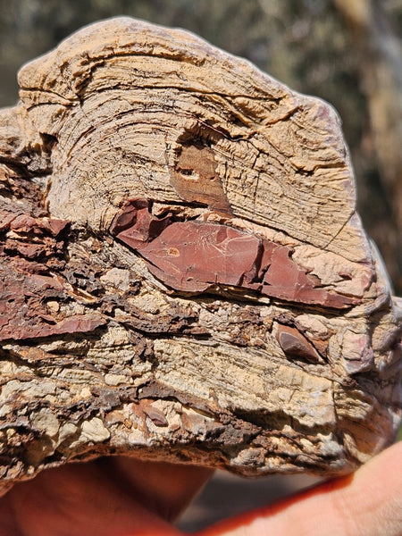 Polished fossil stromatolite. Domal from Irregully formation IRR135