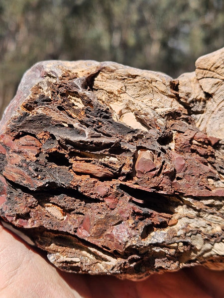 Polished fossil stromatolite. Domal from Irregully formation IRR135