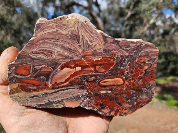 Polished fossil stromatolite. Domal from Irregully formation IRR135