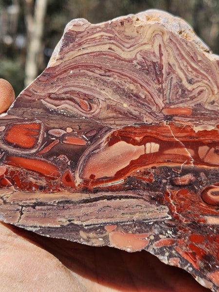 Polished fossil stromatolite. Domal from Irregully formation IRR135