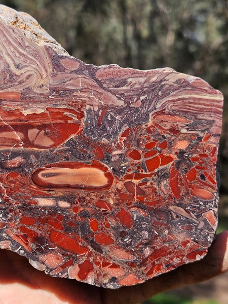 Polished fossil stromatolite. Domal from Irregully formation IRR135
