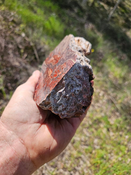 Polished fossil stromatolite. Domal from Irregully formation IRR135