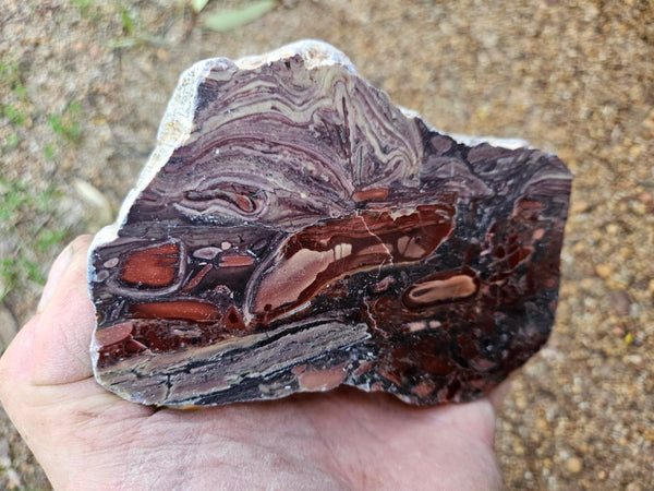 Polished fossil stromatolite. Domal from Irregully formation IRR135