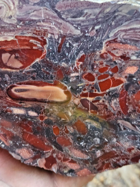 Polished fossil stromatolite. Domal from Irregully formation IRR135
