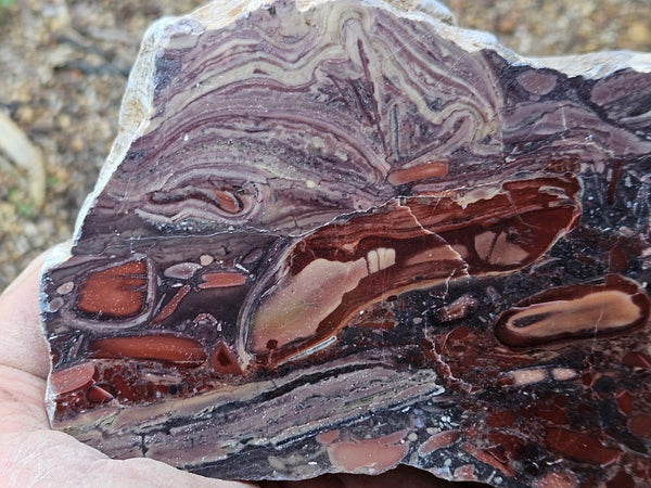 Polished fossil stromatolite. Domal from Irregully formation IRR135
