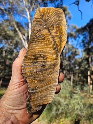 Polished fossil stromatolite. Strelley Pool Formation SPF133