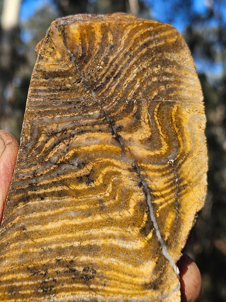 Polished fossil stromatolite. Strelley Pool Formation SPF133