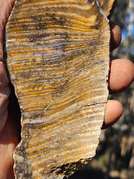 Polished fossil stromatolite. Strelley Pool Formation SPF133