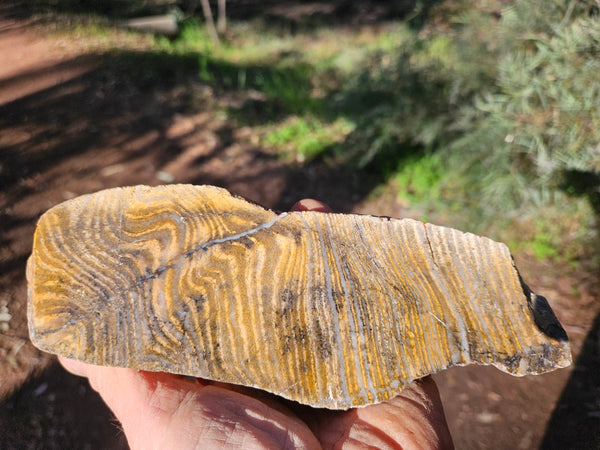 Polished fossil stromatolite. Strelley Pool Formation SPF133