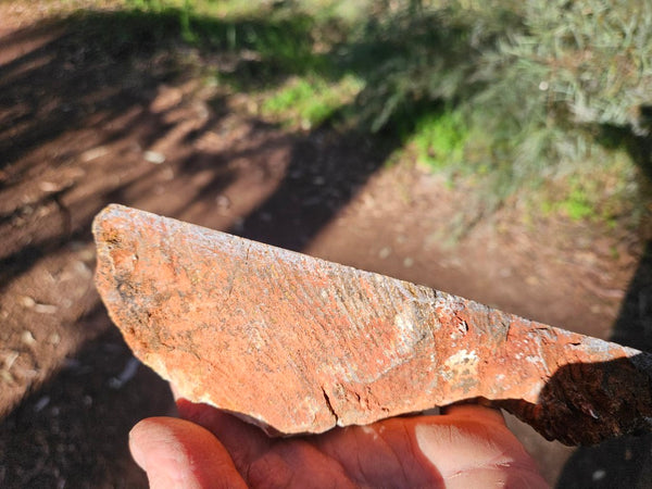 Polished fossil stromatolite. Strelley Pool Formation SPF133