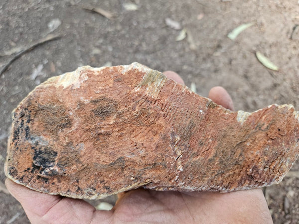 Polished fossil stromatolite. Strelley Pool Formation SPF133