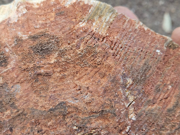 Polished fossil stromatolite. Strelley Pool Formation SPF133