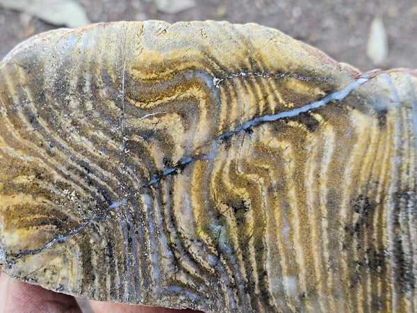 Polished fossil stromatolite. Strelley Pool Formation SPF133