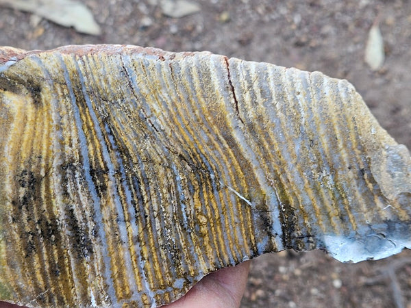 Polished fossil stromatolite. Strelley Pool Formation SPF133