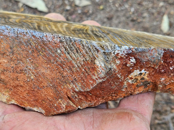Polished fossil stromatolite. Strelley Pool Formation SPF133