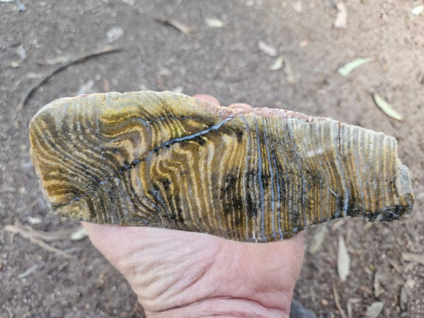 Polished fossil stromatolite. Strelley Pool Formation SPF133