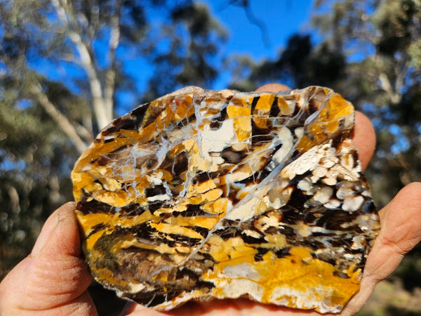 Polished Peanut Wood slab PW355