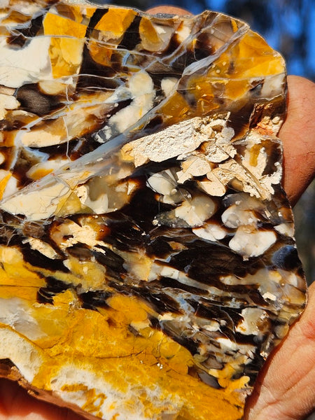 Polished Peanut Wood slab PW355