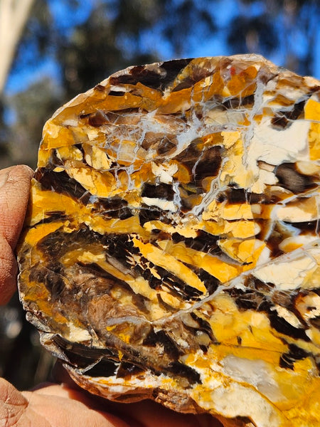 Polished Peanut Wood slab PW355