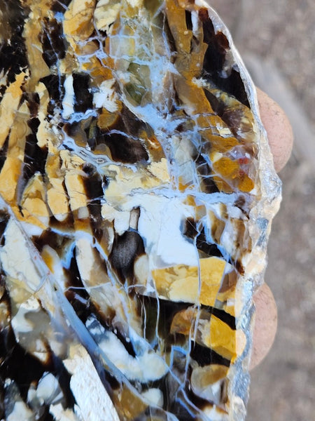 Polished Peanut Wood slab PW355