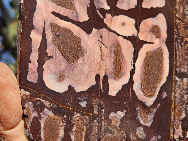 Polished Outback Jasper slab OJ202