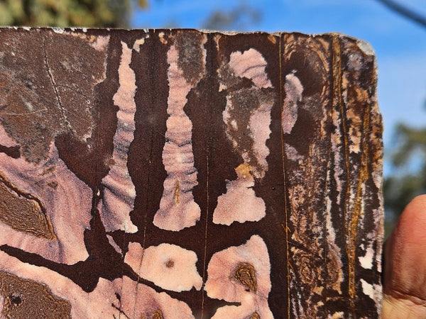 Polished Outback Jasper slab OJ202