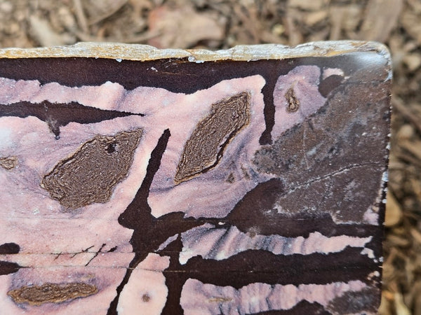 Polished Outback Jasper slab OJ202