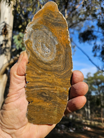 Polished fossil stromatolite slab. Conophyton garganicum australe.   CPH121