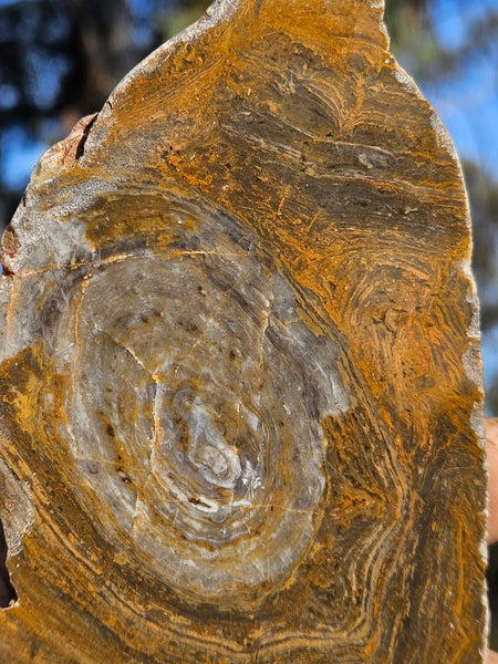 Polished fossil stromatolite slab. Conophyton garganicum australe.   CPH121
