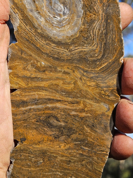 Polished fossil stromatolite slab. Conophyton garganicum australe.   CPH121
