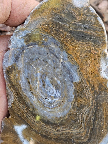 Polished fossil stromatolite slab. Conophyton garganicum australe.   CPH121