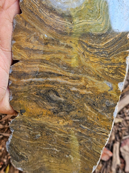Polished fossil stromatolite slab. Conophyton garganicum australe.   CPH121