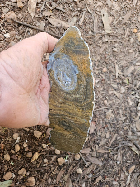 Polished fossil stromatolite slab. Conophyton garganicum australe.   CPH121