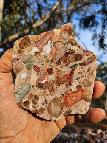 Polished Marillana Conglomerate  MC117