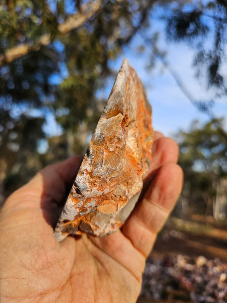 Polished Marillana Conglomerate  MC117